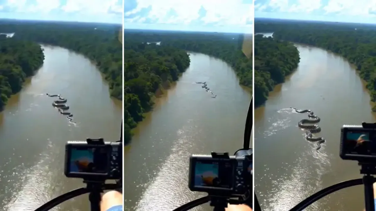 Shockingly huge anaconda spotted in Amazon River, viral video sparks curiosity and fears; watch
