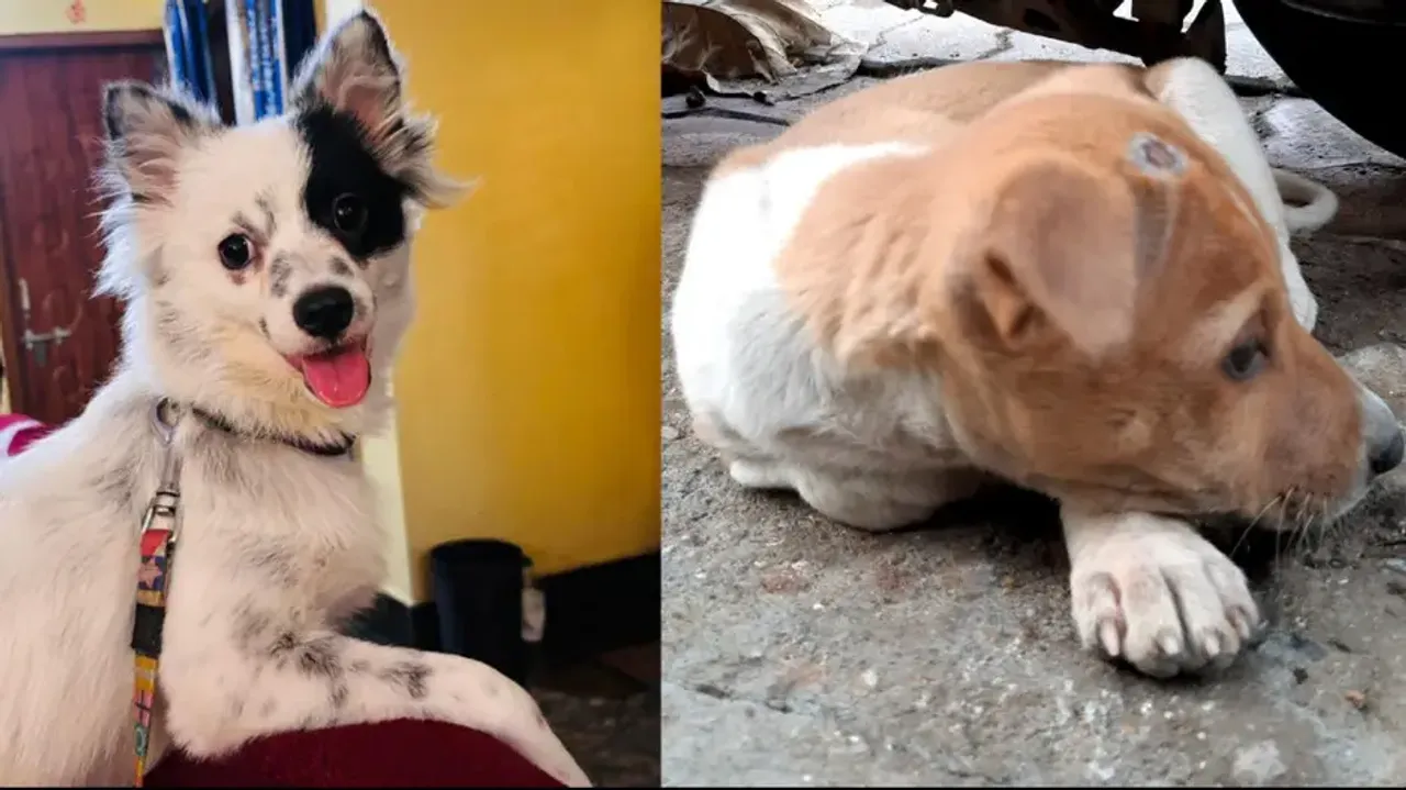 Woofs to words THIS AI tool may translate your dog barks into human language