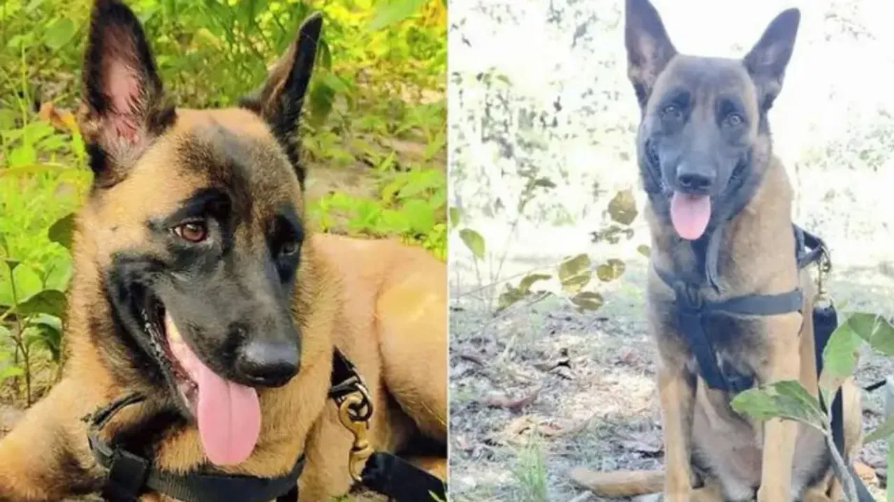 CRPF sniffer dog Rolo