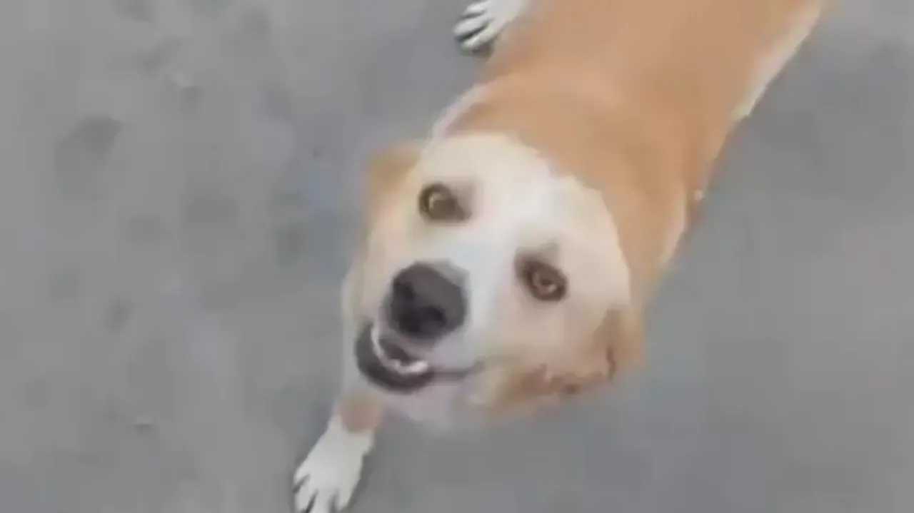 Lost pet dog reunites with owner after a year