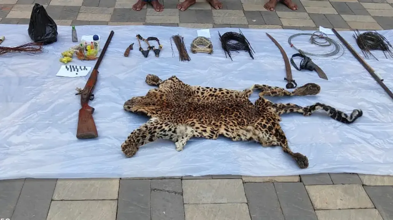 Leopard skin seized during raid; 3 poachers arrested in Nayagarh
