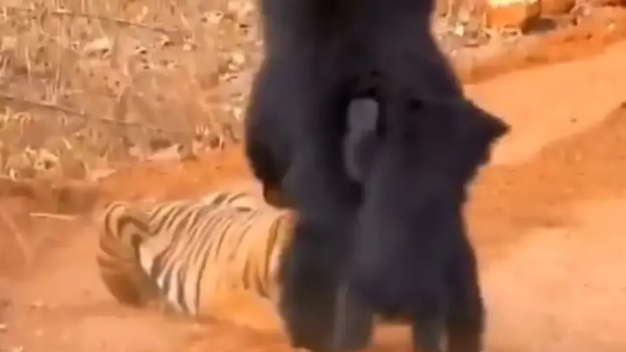 Bear attacks tiger to protect cub