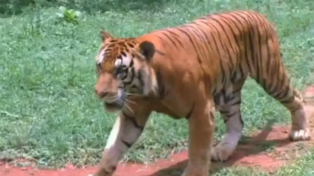 Tigress in Odisha forest