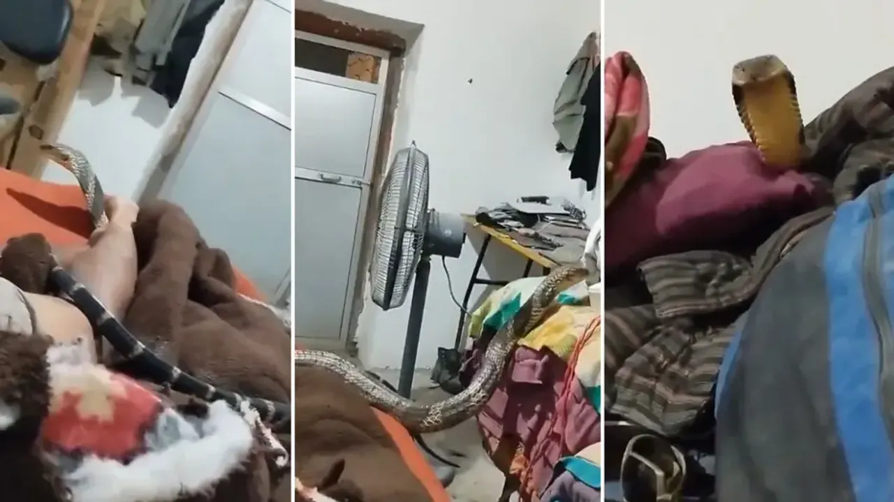 Huge king cobra crawls over man, he remains dead still to save life; watch