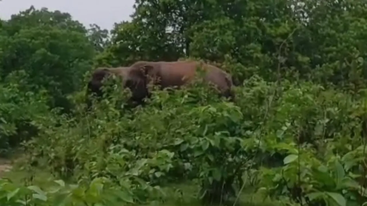 Elephant electrocuted in Odisha: Solar fencing under scrutiny after two jumbo die in less than a week