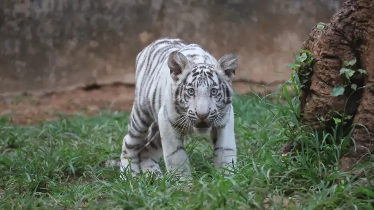 White tiger cub dies at Nandankanan Zoo, alarm bells ring as siblings now show similar symptoms