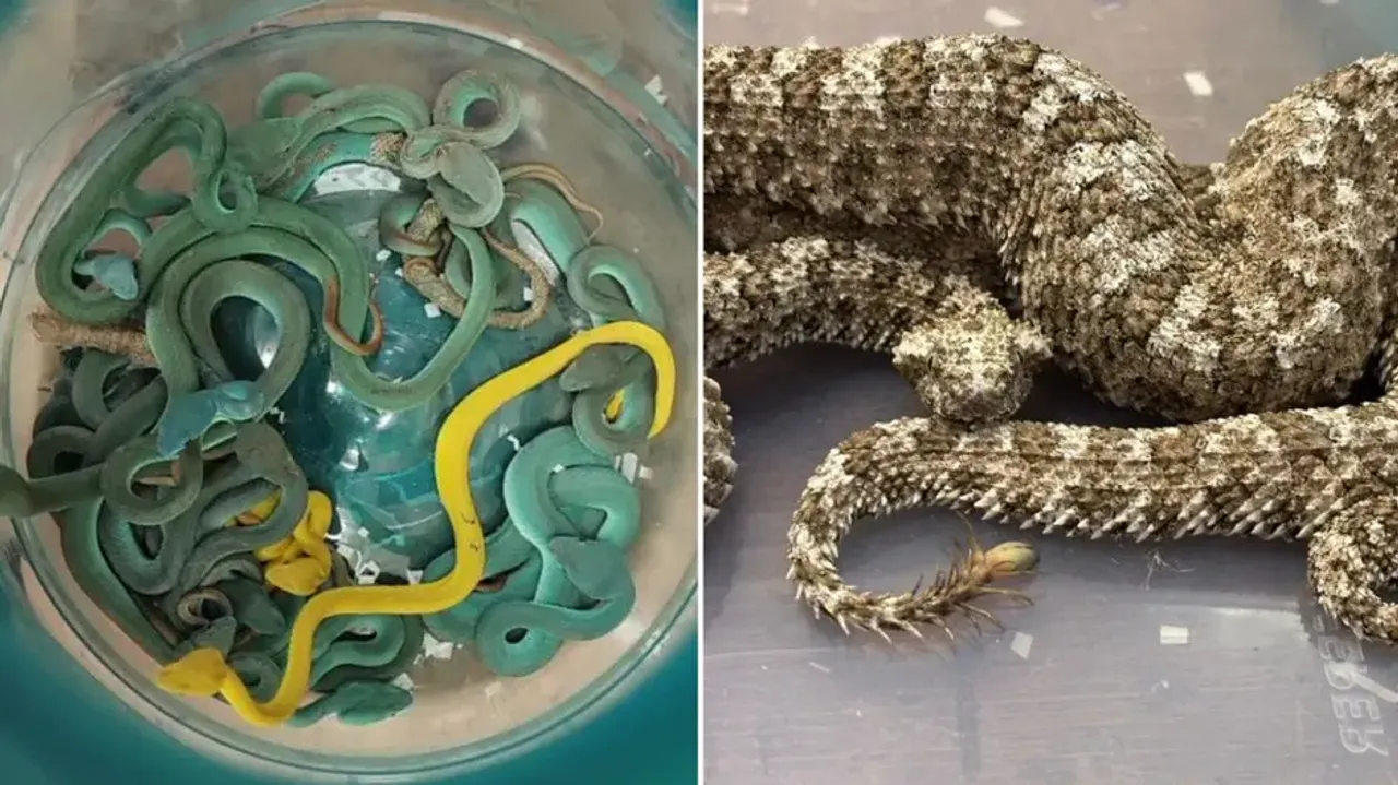 After Bhubaneswar airport, reptiles from passenger returning from Thailand seized at…