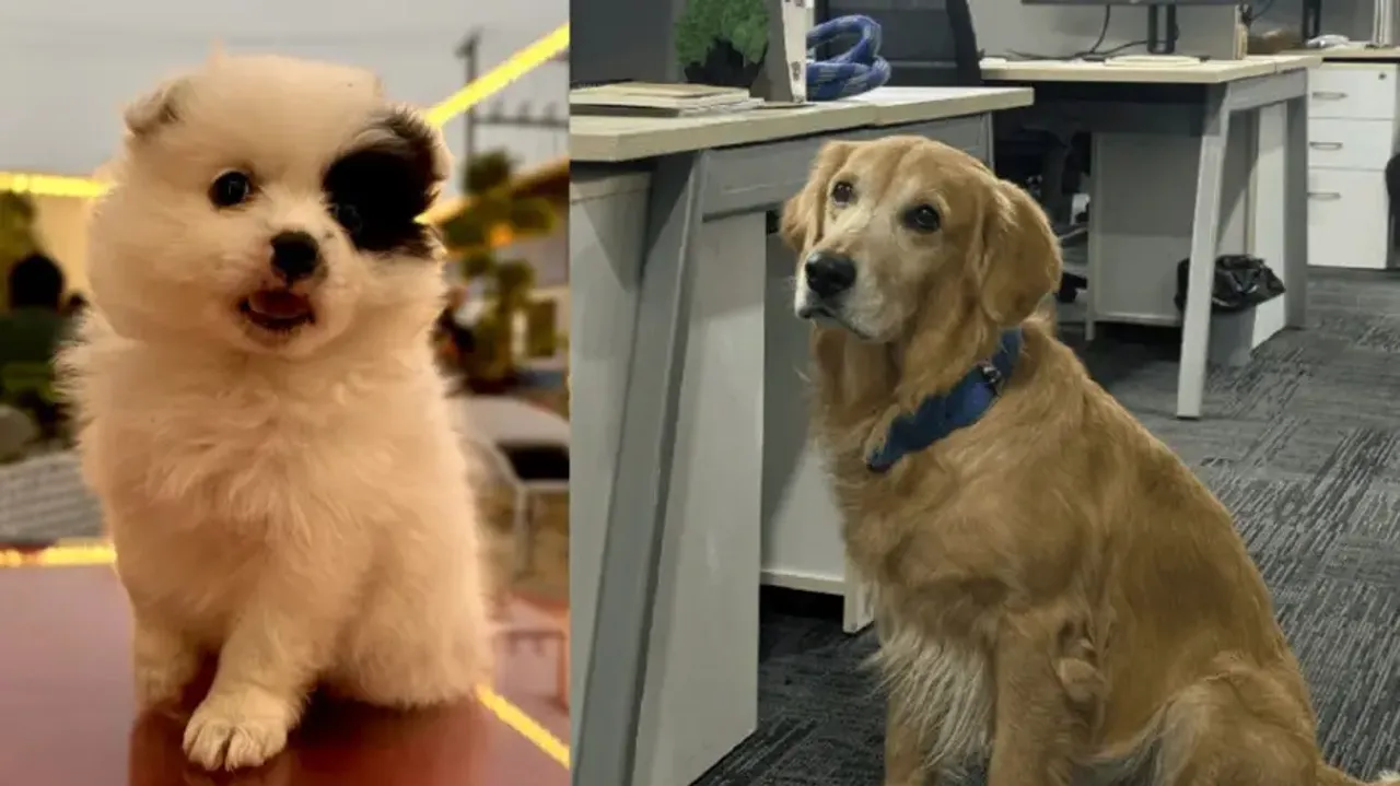 Hyderabad start-up's Chief Happiness Officer Denver stealing hearts! Know how pet-friendly policies