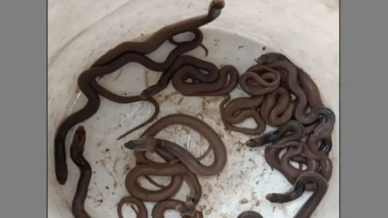 Huge cobra rescued with 13 hatchlings from cowshed in Odisha’s Puri