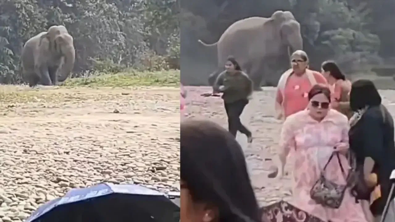 Jumbo chases off intruders from its habitat, frightened picnickers run for their lives watch
