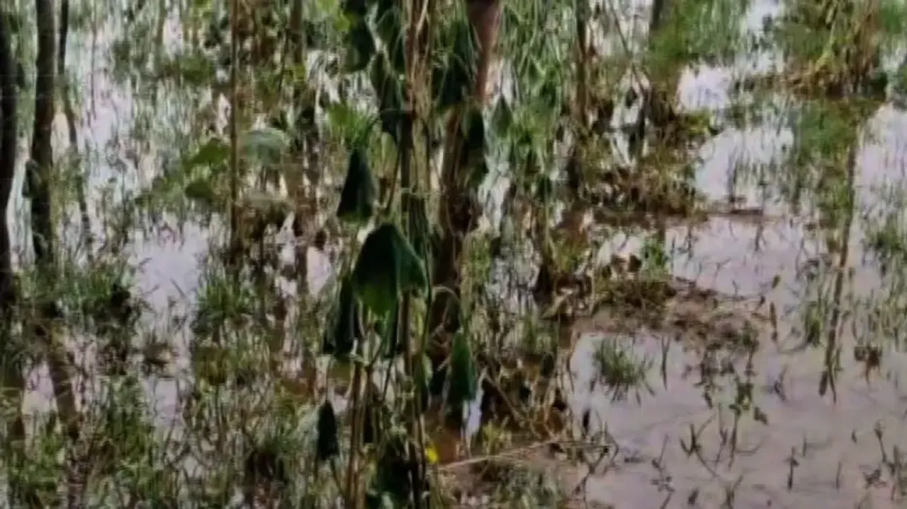 Crops Damaged Due to Flood 
