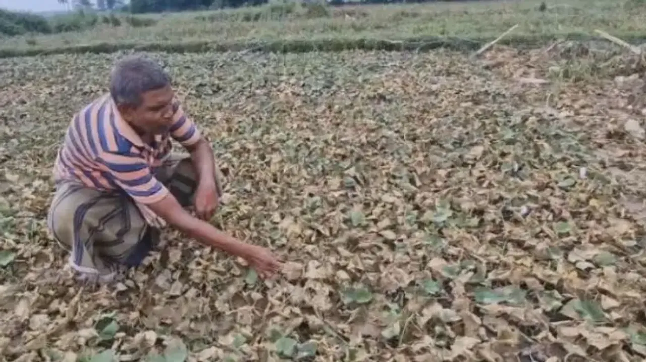 Floods recede, but misery lingers: Farmers count losses in Odisha’s Balasore