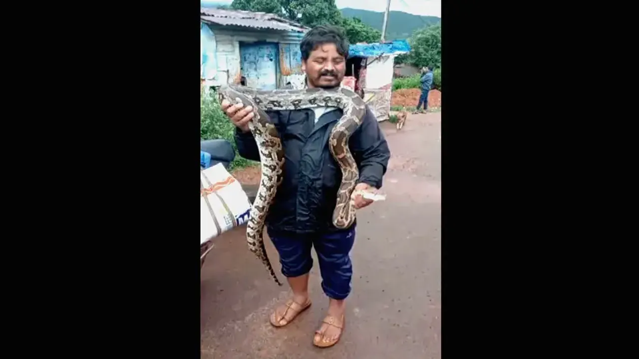 Giant python rescued in Odisha; video goes viral