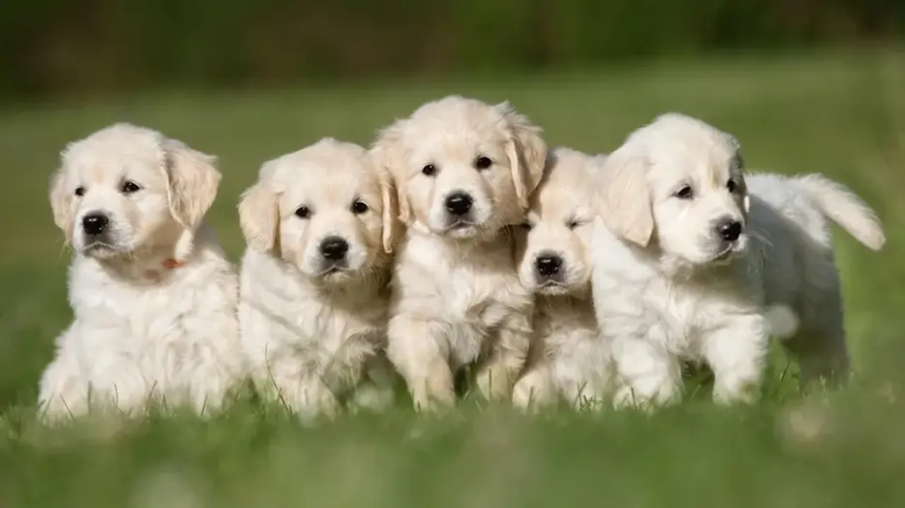 Man kills 5 puppies for barking, arrested after video goes viral