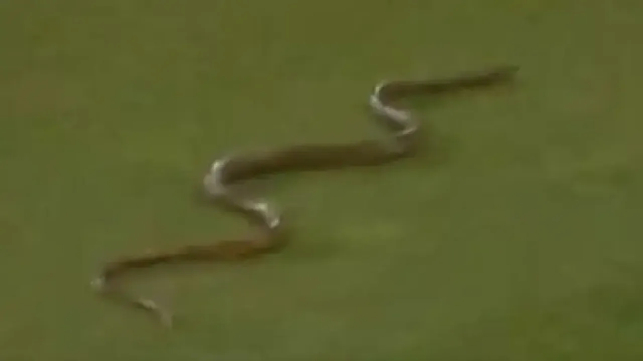 When a 7-foot snake halts match between Sri Lanka and Bangladesh