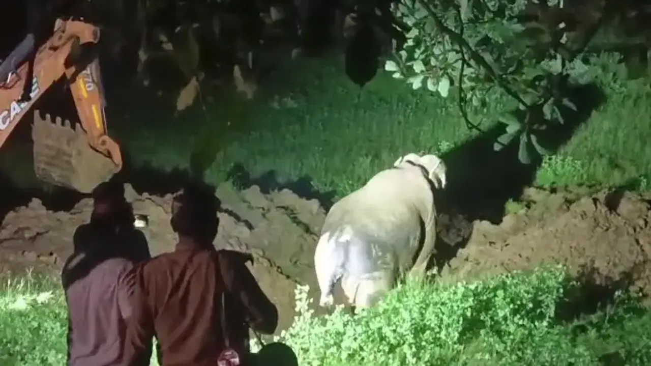 Elephant falls into well while searching for food in Odisha