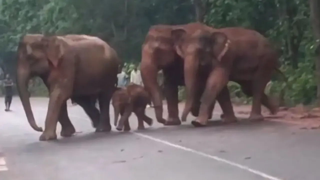 Elephant herd blocks NH in Odisha