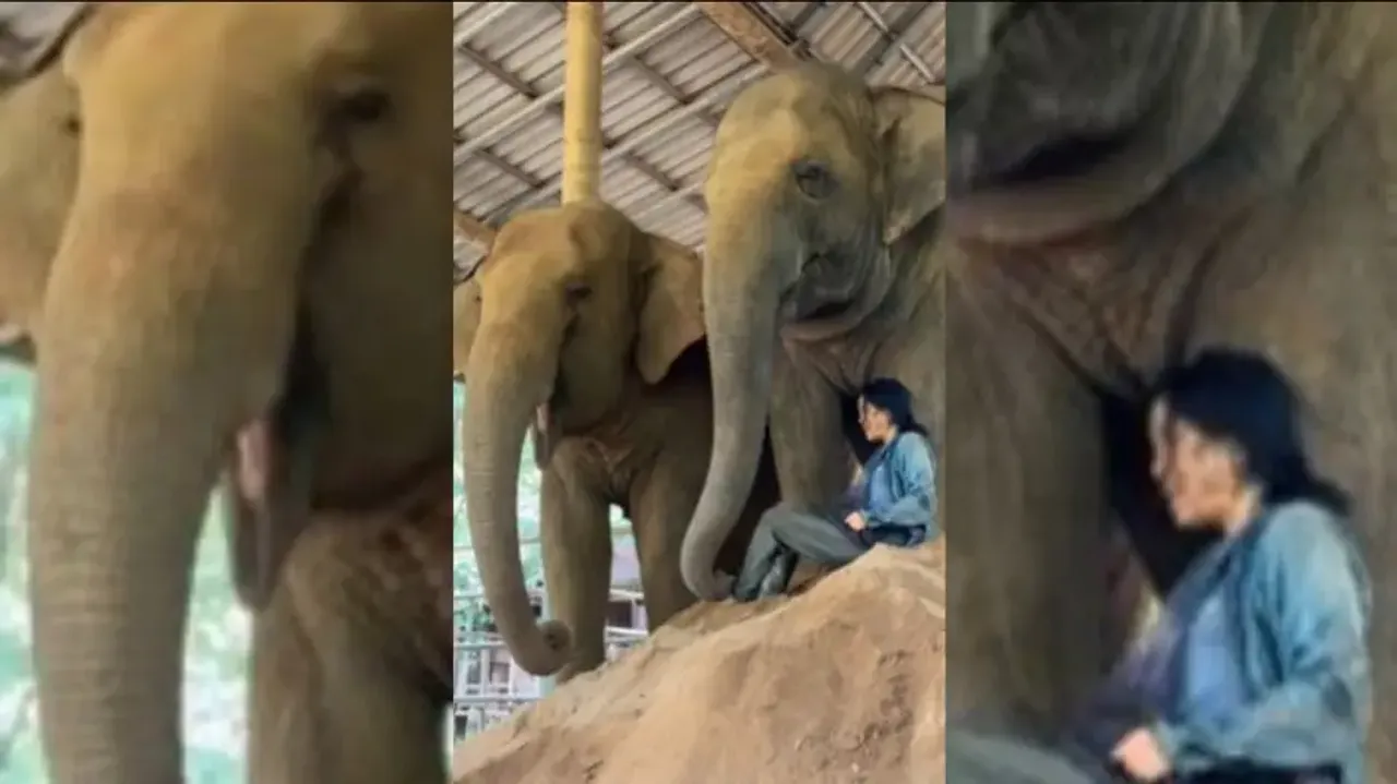 Elephants hum along while caretaker sings