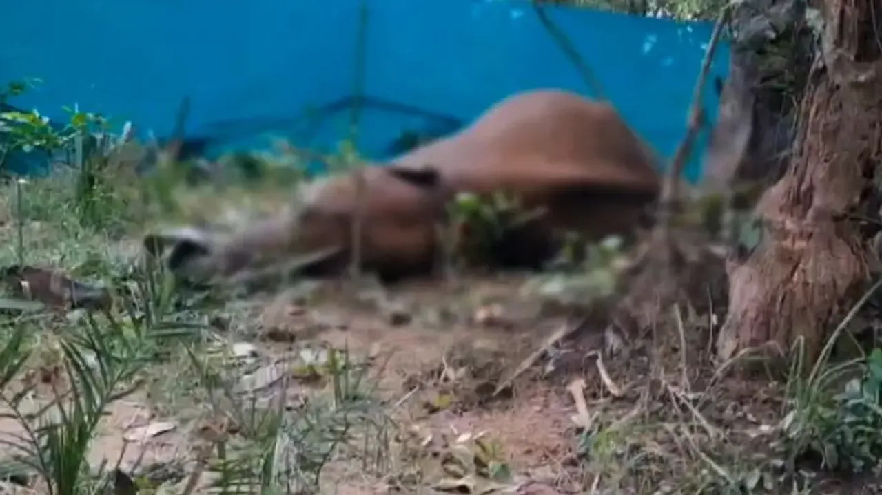 Elephant dies due to electrocution