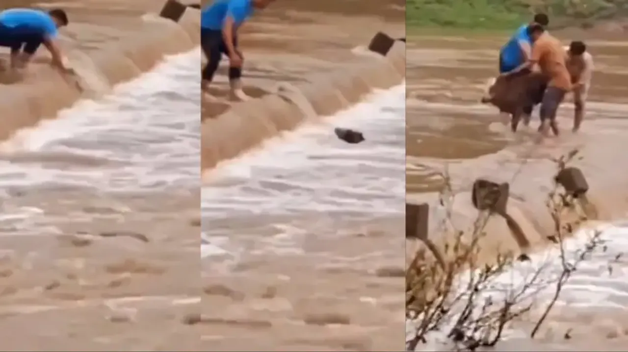 Humanity still alive Men rush to fish out calf from floodwaters watch