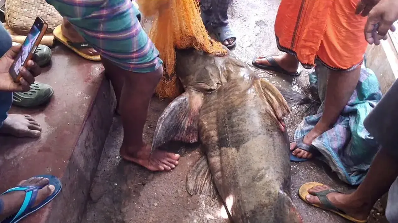 Rare fish weighing around 100 Kg netted from Mahanadi in Odisha