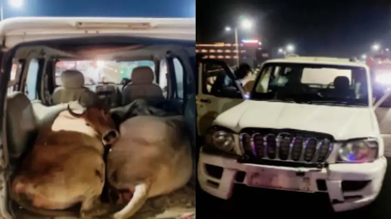Cattle smuggling in Scorpio! Miscreants nabbed in Bhubaneswar