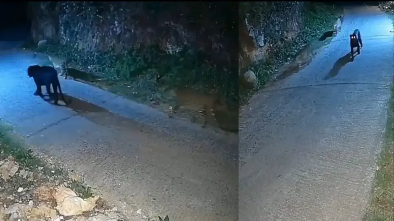 Bagheera night out with leopards in Nilgiris is a visual delight watch