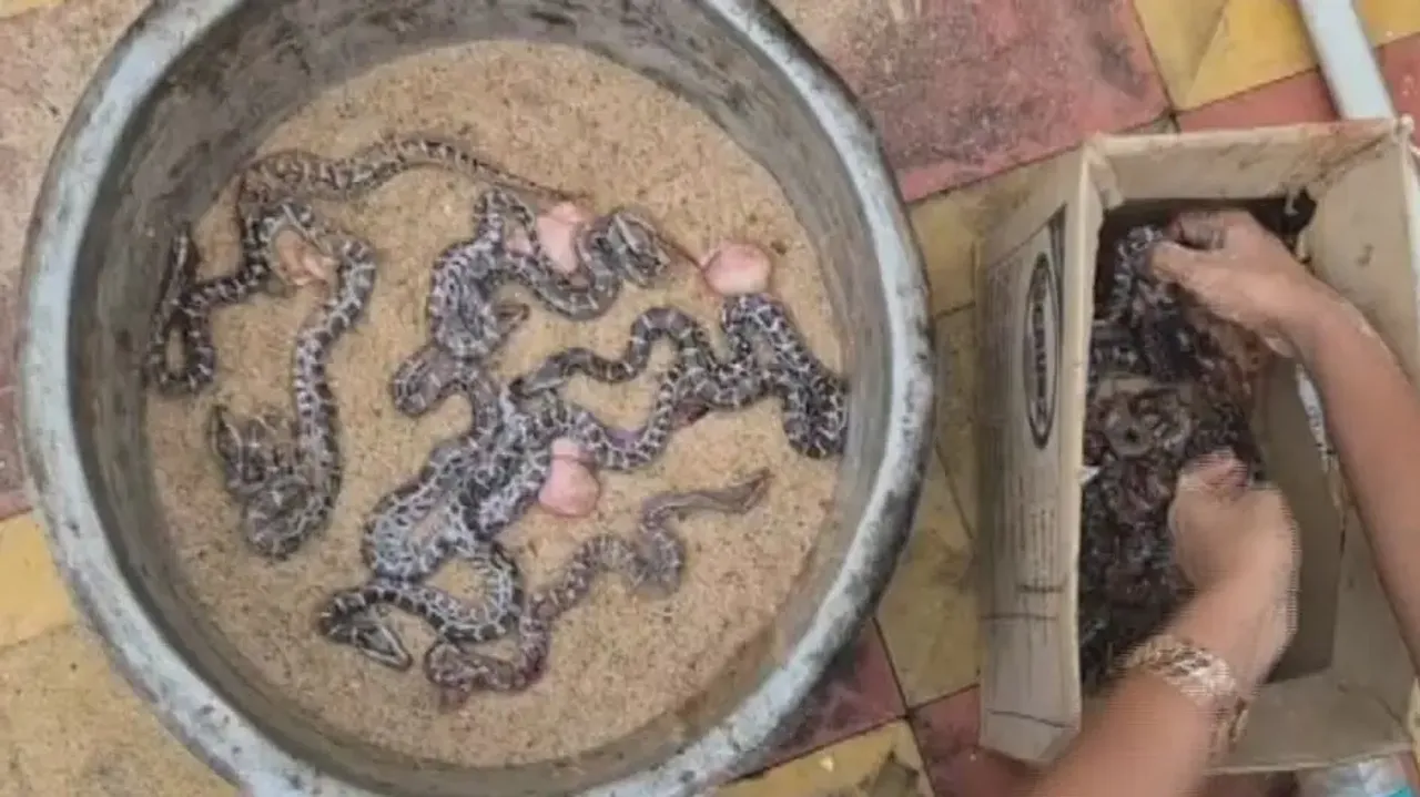 14 python eggs hatched through artificial incubation in a rare conservation success in Odisha