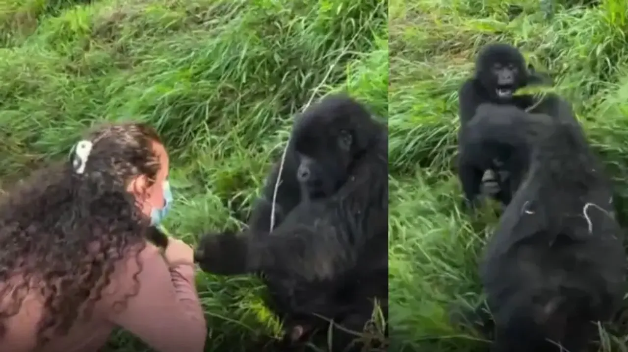 Gorilla flirts with woman its partner reacts just like human Watch