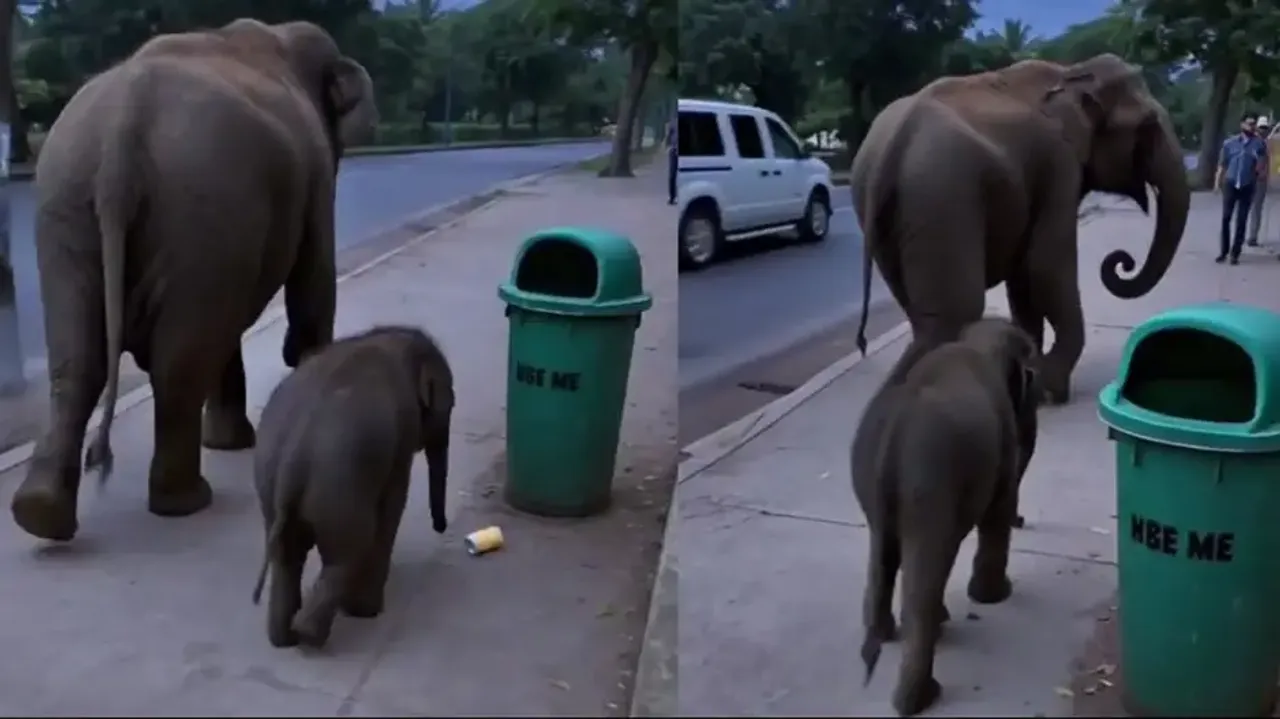 Tiny Titan has Civic Sense Watch baby elephant effort to promote cleanliness