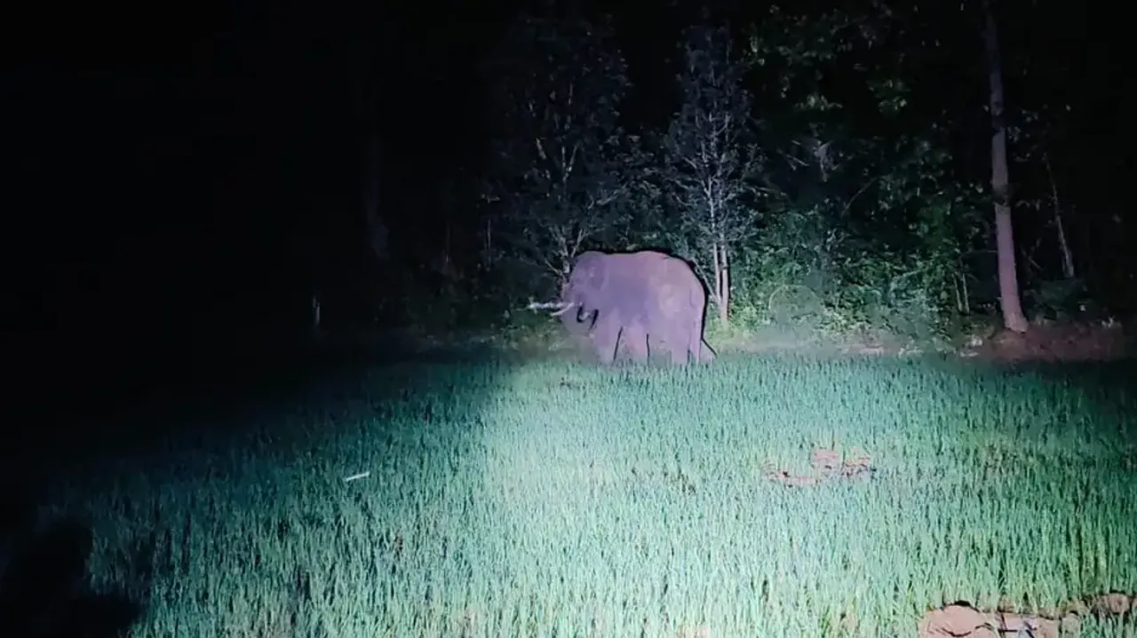 Tusker threat returns to Odisha’s Sundargarh: Crops damaged, panic among villagers