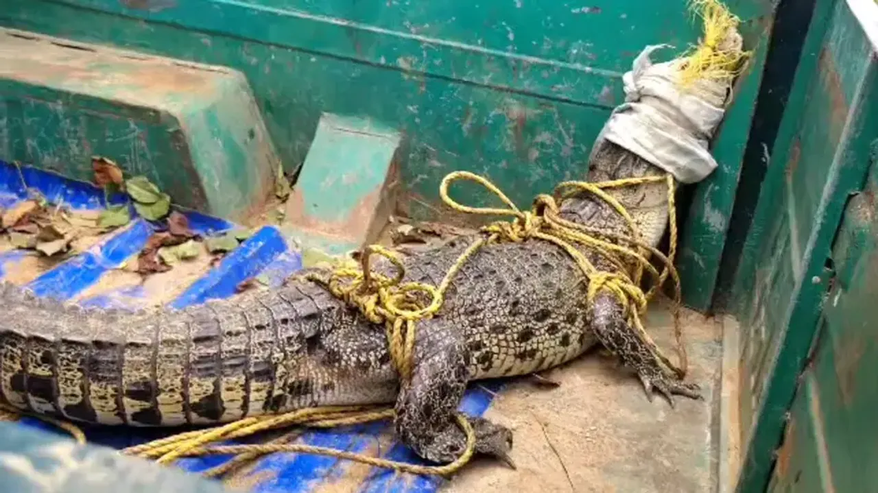6-ft crocodile strays into village pond in Odisha’s Kendrapara; rescued