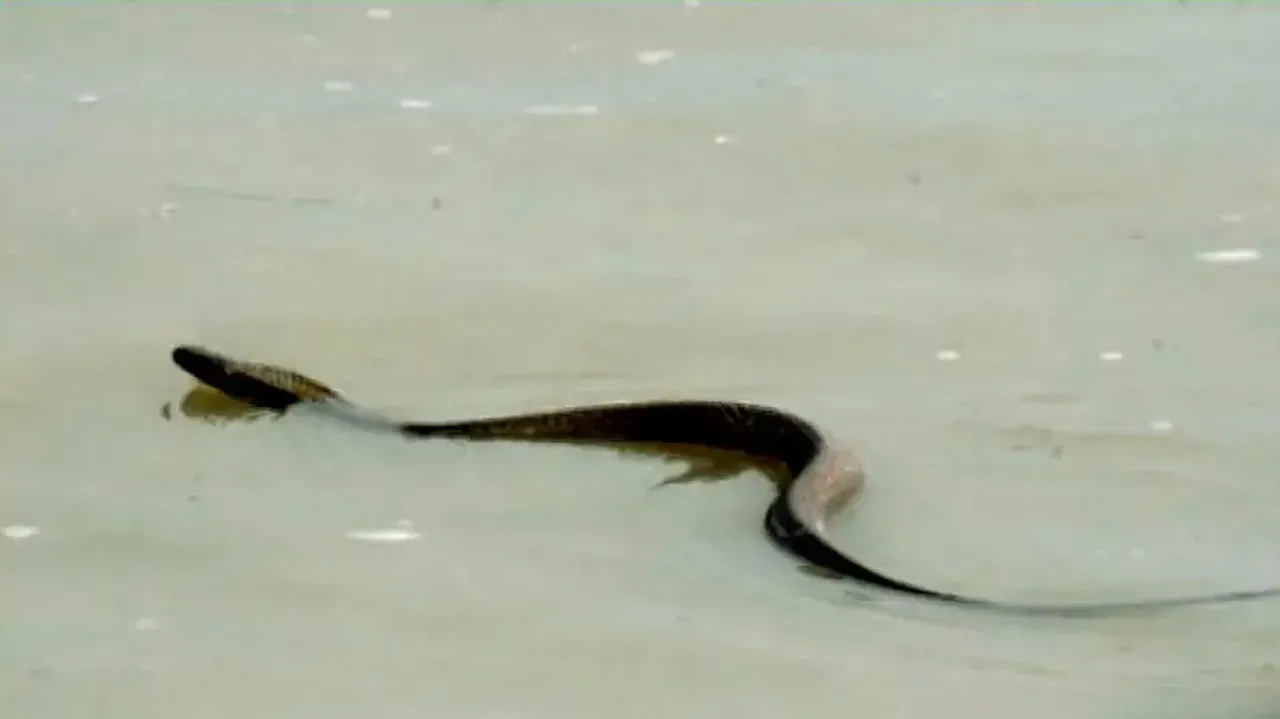 Urgent advisory issued as snakebite incidents surge in flood-prone areas of Odisha