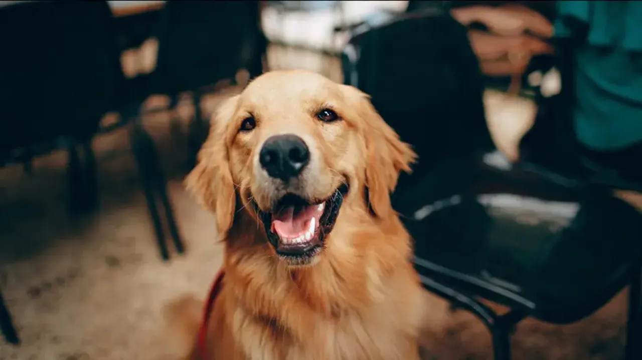 Therapy Dog