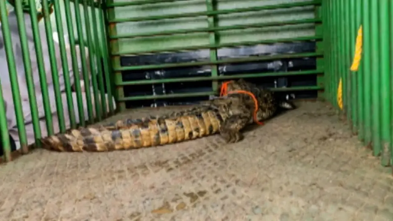 Crocodile captured after 4-day hide-and-seek in Odisha village pond