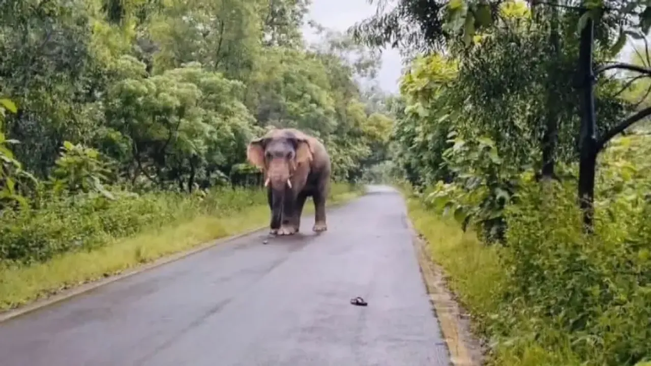 Elephant movement triggers panic in Sundargarh