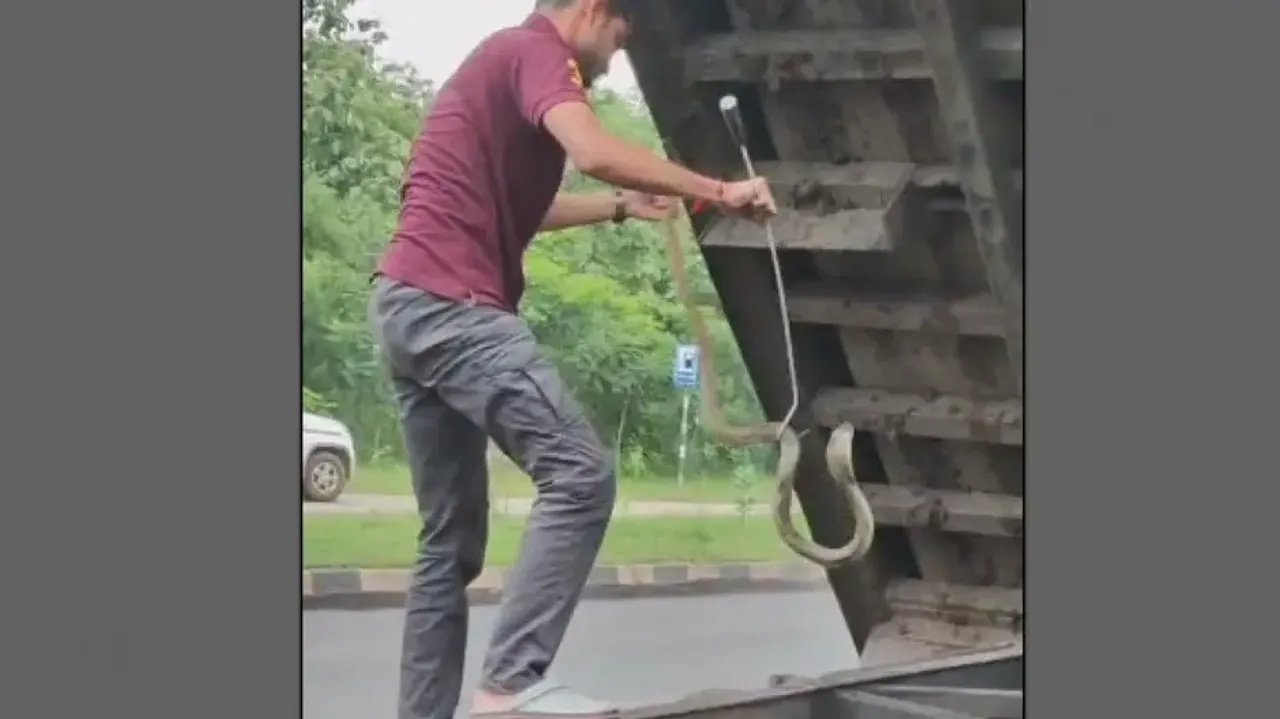Huge Cobra Rescued From Truck 