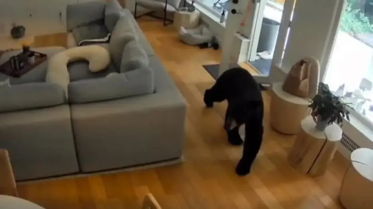 Pet dog saves owner from bear in Canada, watch viral video