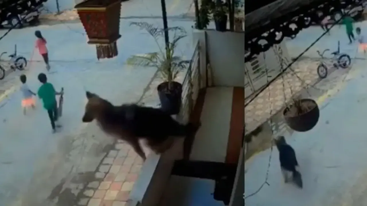 Super Dog Krypto! German Shepherd jumps off balcony to ‘save kids’ from stray dog, watch