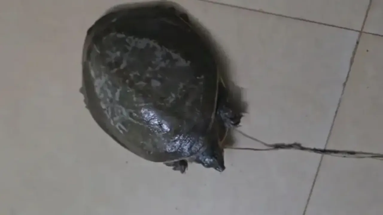 Flap Shell Turtle rescued from poacher