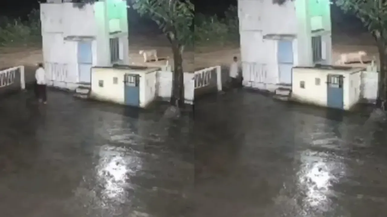 World Lion Day's 'rare reverse chase’: Man and lion flee in opposite directions in viral clip, watch