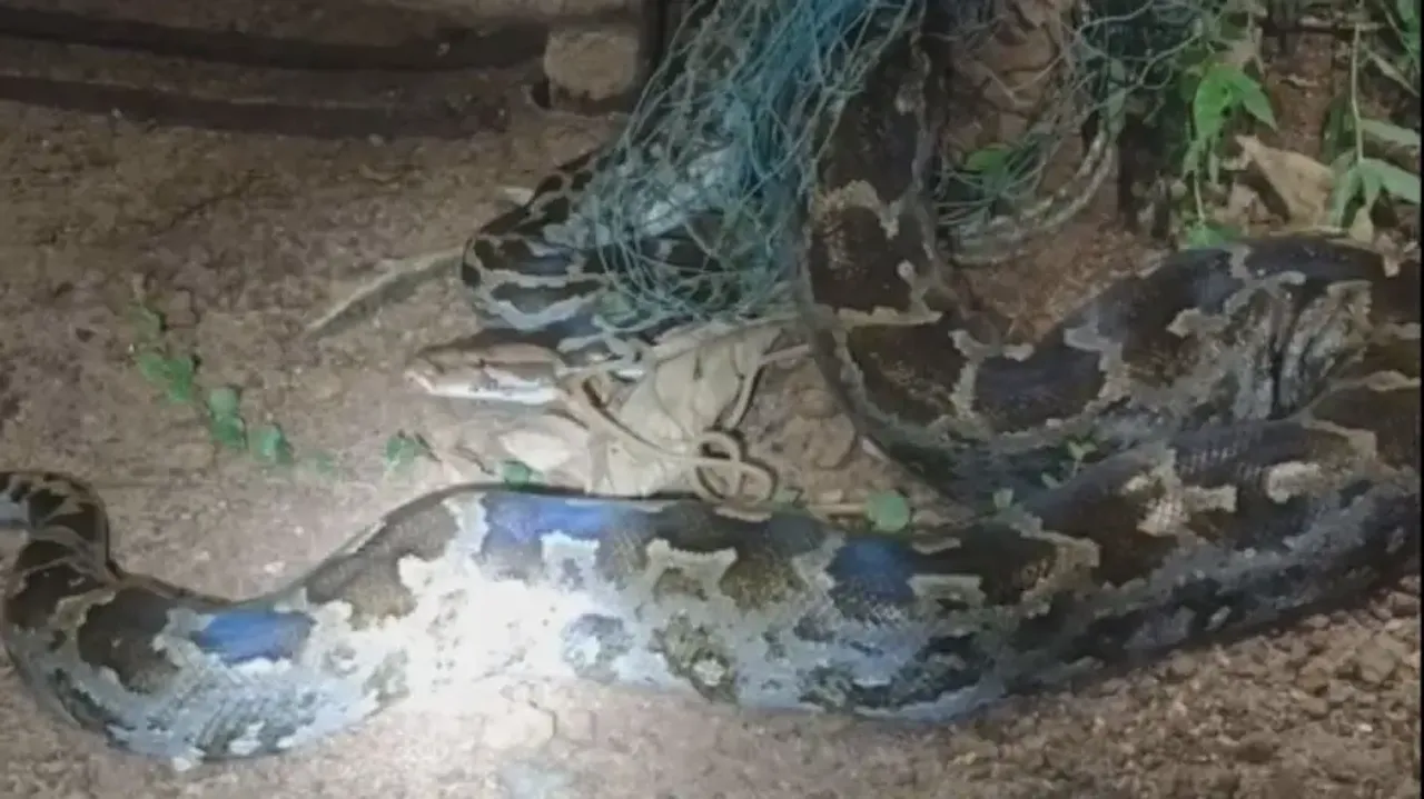Giant python entangled in fishing net rescued from Odisha’s Mayurbhanj, released into Similipal