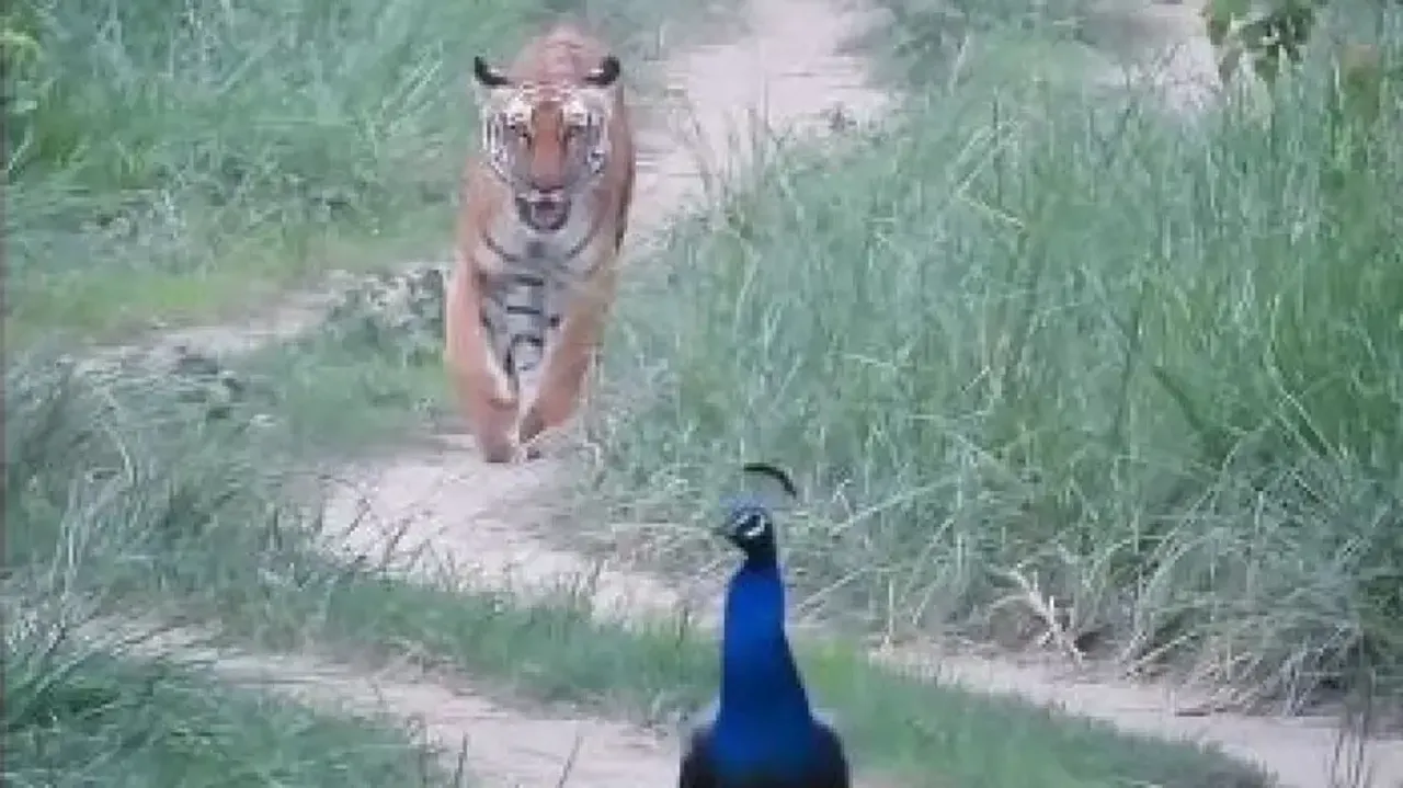 Tiger and Peacock 
