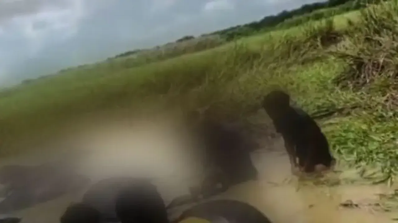 73 buffaloes die while crossing river in Kendrapara