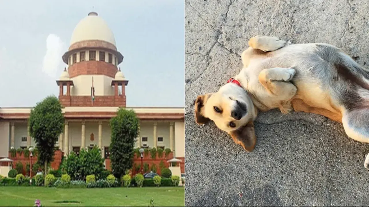 Dog lovers, NGOs to deposit money for moving court, amount to be used for creating infra: SC