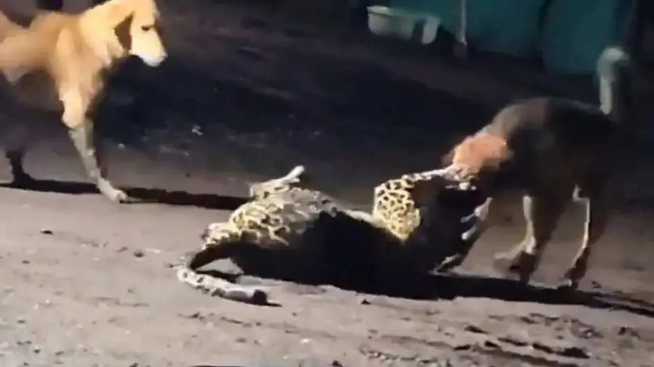 Stray Dog vs Leopard! Courageous canine's deadly combat with big cat in Nashik, watch who wins