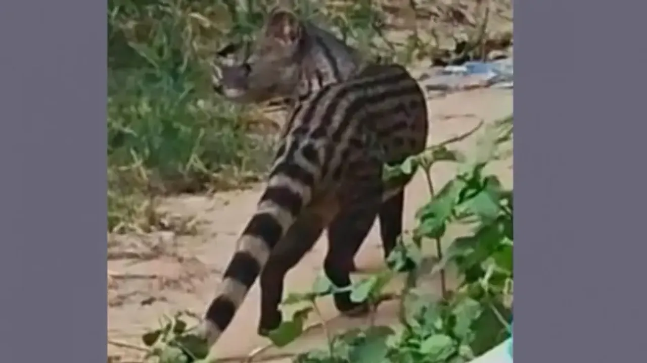 Panic in Odisha village over unidentified animal