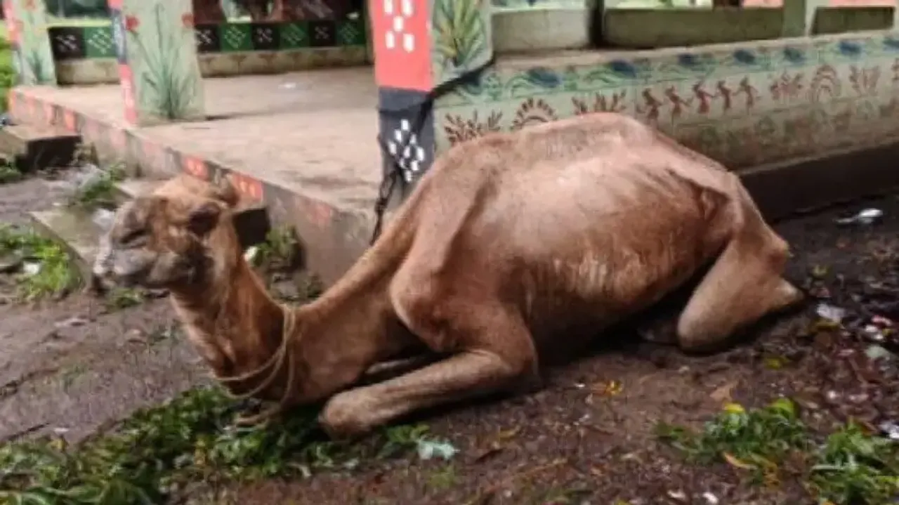 Locals Step In To Save Abandoned Camel In Sundargarh