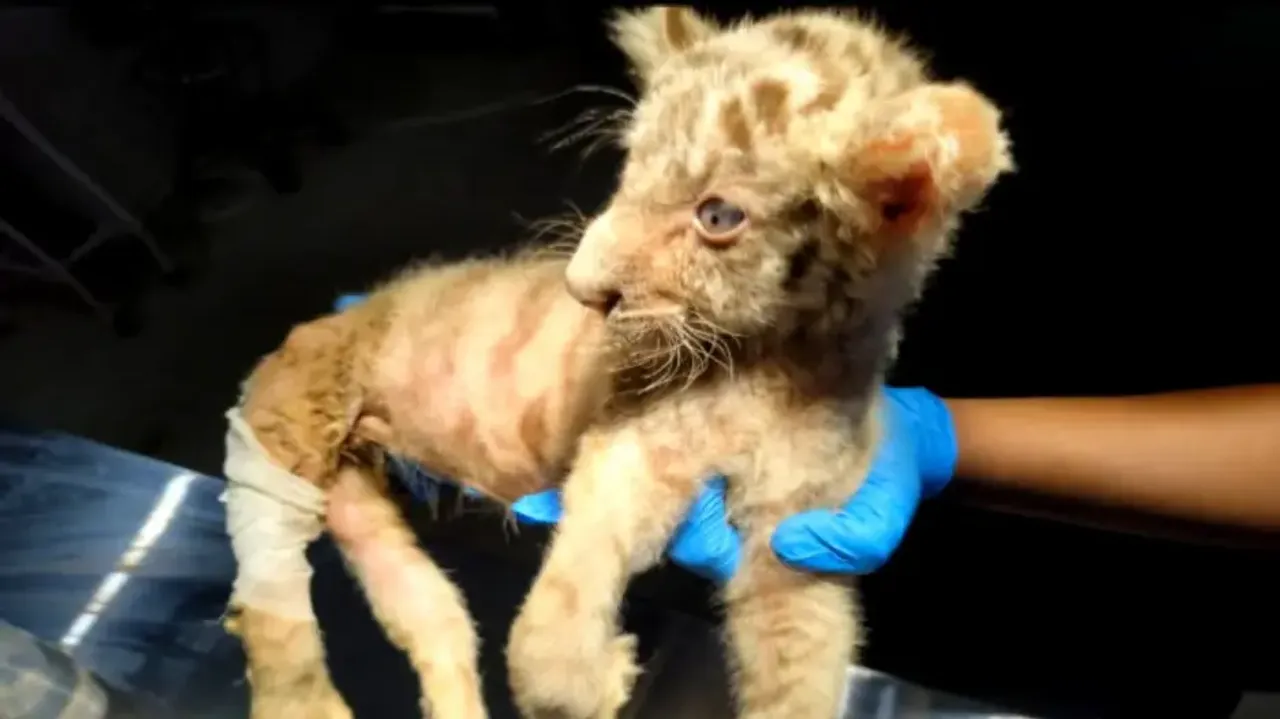White tiger cub dies at Nandankanan Zoo