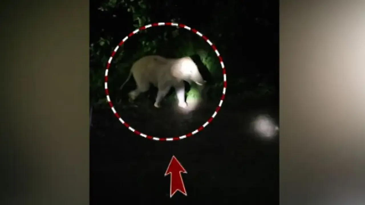 Lone tusker sparks panic in Bonai, destroys crops and homes